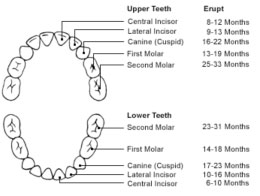 Eruption chart