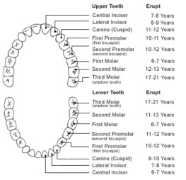 Eruption chart2