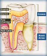 a healthy tooth